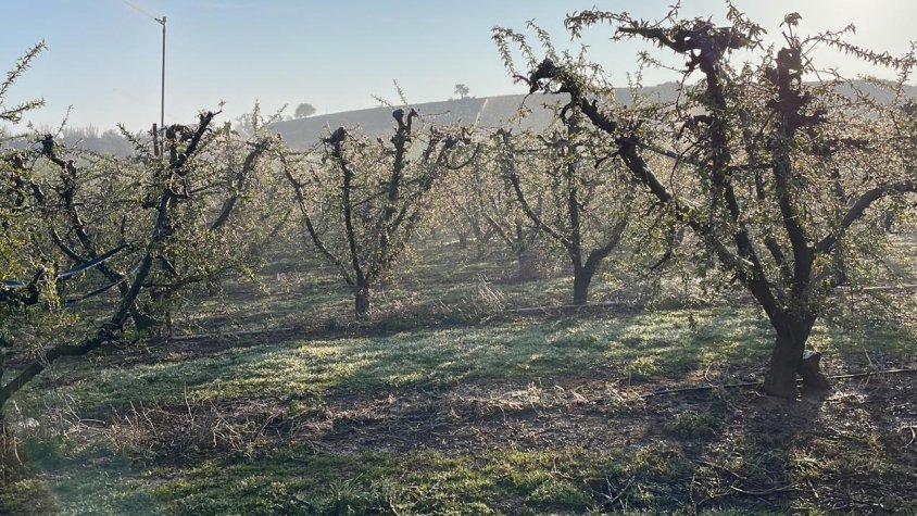 Sistema antigelada en funcionament en una finca de Corbins