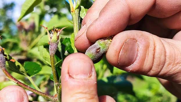 Una fruita en estat inicial de creixement colpejada per la pedregada