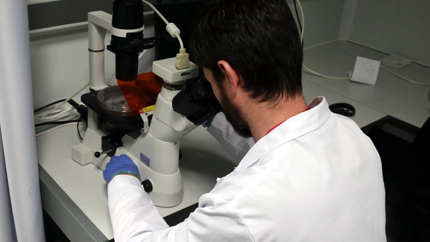 Un investigador mira per un microscopi