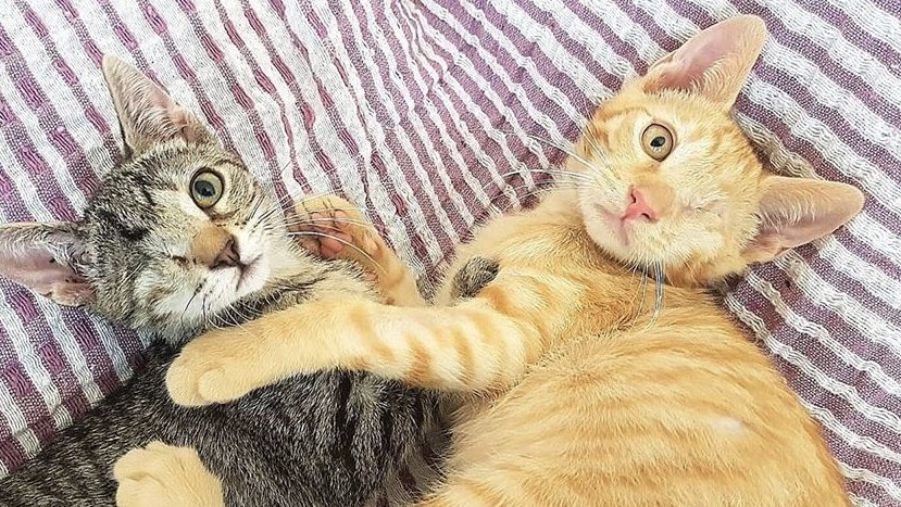 Dos dels felins que ha atès l'entitat durant el primer any