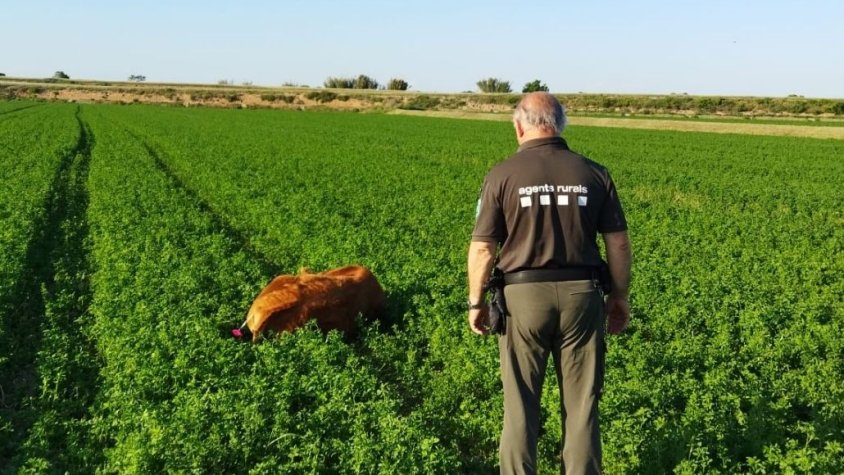 L'últim vedell anestesiat