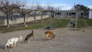 Crida de la Protectora d'Animals de Tàrrega a no abandonar mascotes a l'estiu