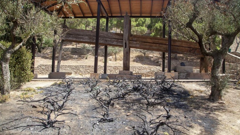 Imatge dels Juniperus calcinats