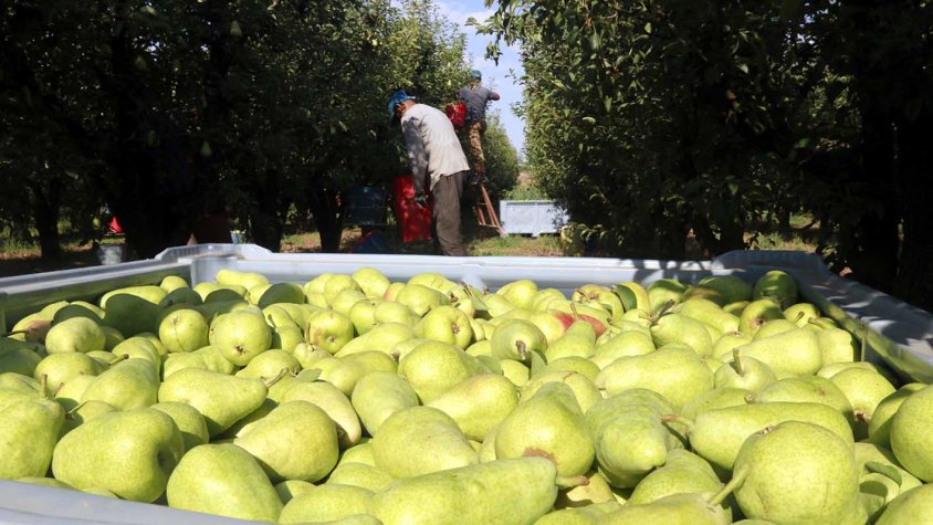 Un palet ple de peres