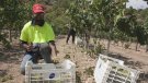 La verema del 2022, la més primerenca de la història de L’Olivera de Vallbona