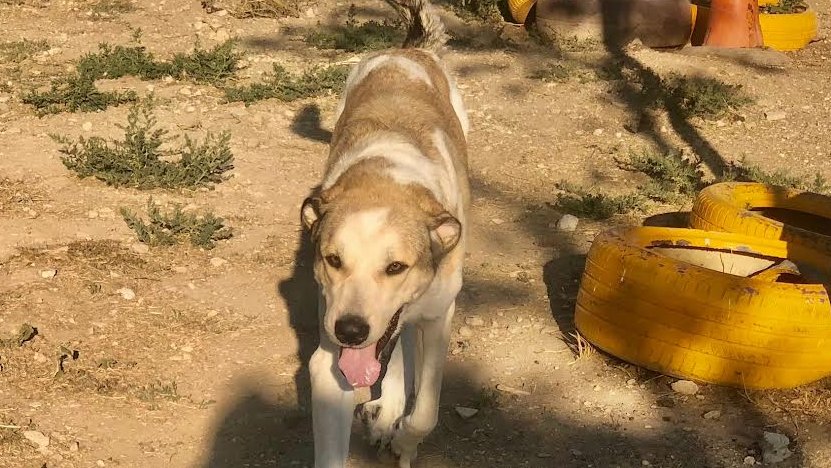 Un dels gossos de la protectora de Tàrrega