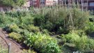 Èxit del nou programa d'horts urbans municipals de Tàrrega, que registra plena ocupació