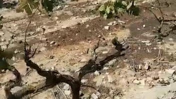 Imatge de vinyes devorades pels conills a Verdú