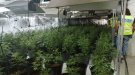 Detenen tres persones i comissen 473 plantes de marihuana en una nau industrial a Bellpuig