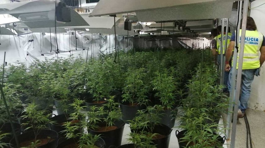 Plantació interior de marihuana en una nau industrial de Bellpuig