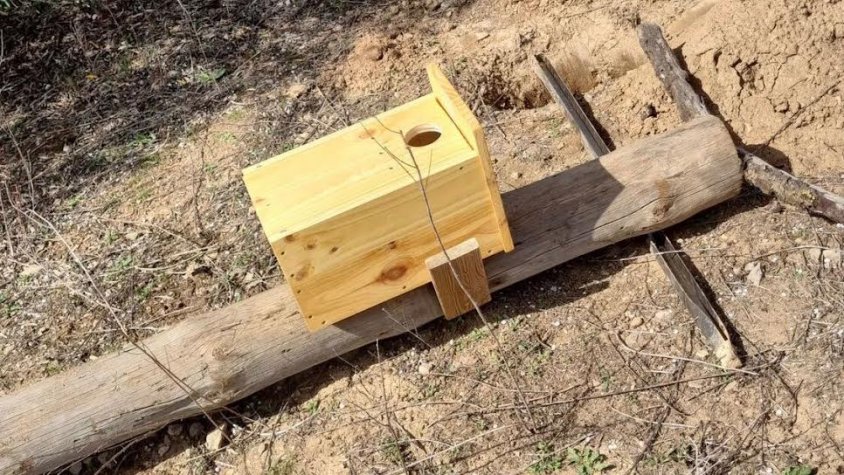 Una de les caixes niu instal·lades dalt d’un pal a Tàrrega