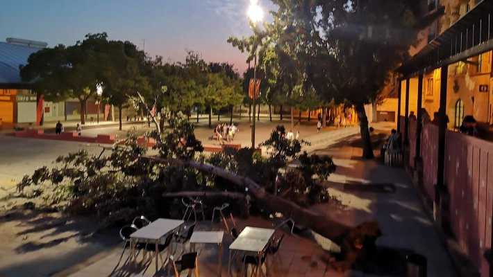 L'arbre es va desplomar sobre una terrassa d'un bar
