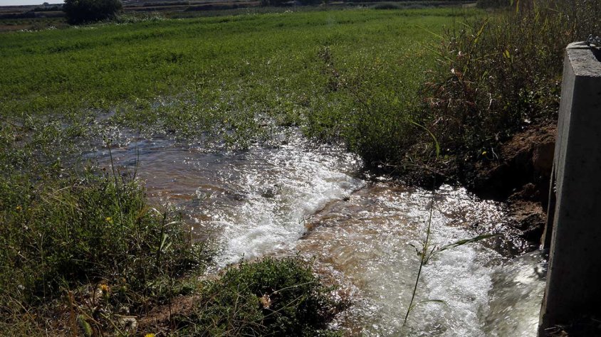 Reg a manta amb aigua del Canal d'Urgell en una finca de Miralcamp