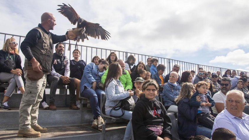 La demostració de falconeria, un dels principals atractius