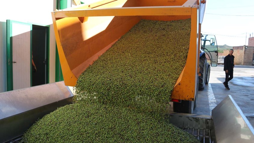 Un pagès aboca olives arbequines a la cooperativa d'Alcanó