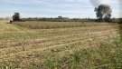 Èxit d'una prova pilot per al conreu de soja ecològica a Lleida