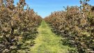 Acció Climàtica paga els més de 16 MEUR d'ajuts per fer front a les pèrdues en fruita per les gelades de l'abril