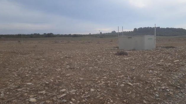 Una de les finques de Verdú on els conills han arrasat amb la plantació de cereal