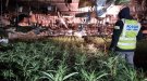 Desmantellen un cultiu de més de 3.700 plantes de marihuana en una nau abandonada de Castellserà