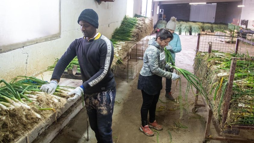 Preparant calçots a El Guàrdia Calçots