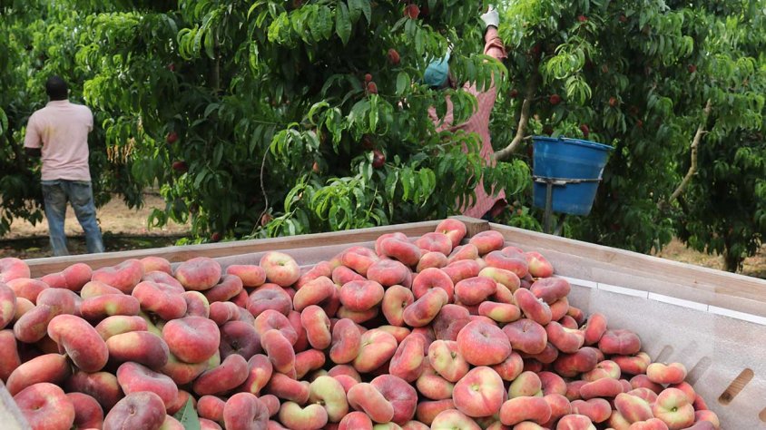 Temporers collint préssecs a Alcarràs