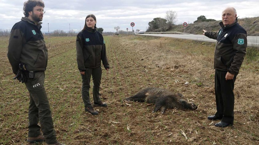 Agents Rurals al costat d'un senglar mort per atropellament a la C-12 a Corbins