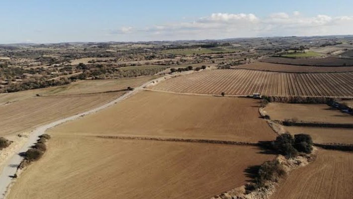 Vista de camps de Verdú completament arrasats pels conills