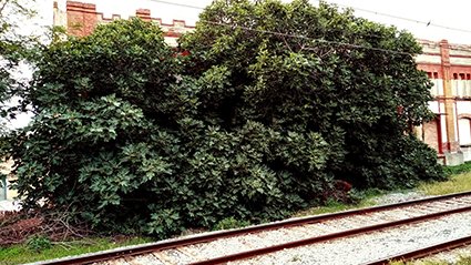 Grans figueres davant la farinera Balcells (11/10/2022)