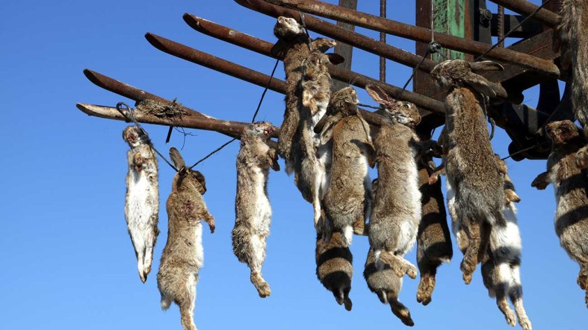 Imatge d'arxiu de conills morts penjats d'un tractor