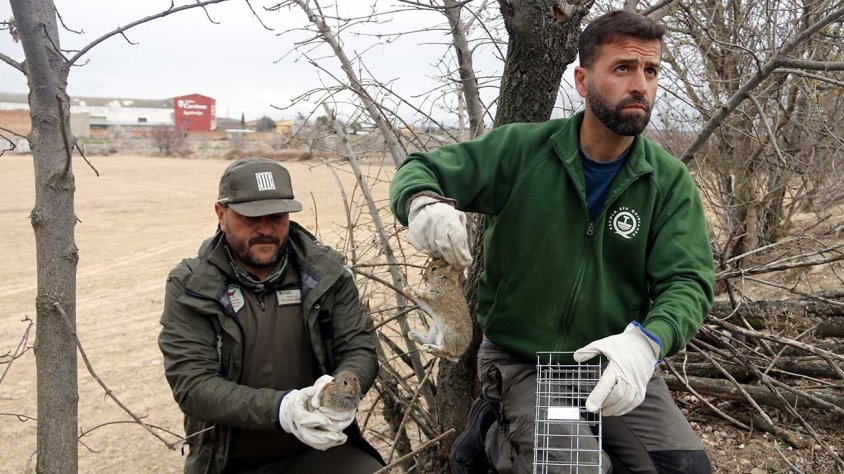 Dos guardes de la Reserva de Caça de Freser i Setcases amb una captura de conill al vedat de Tàrrega