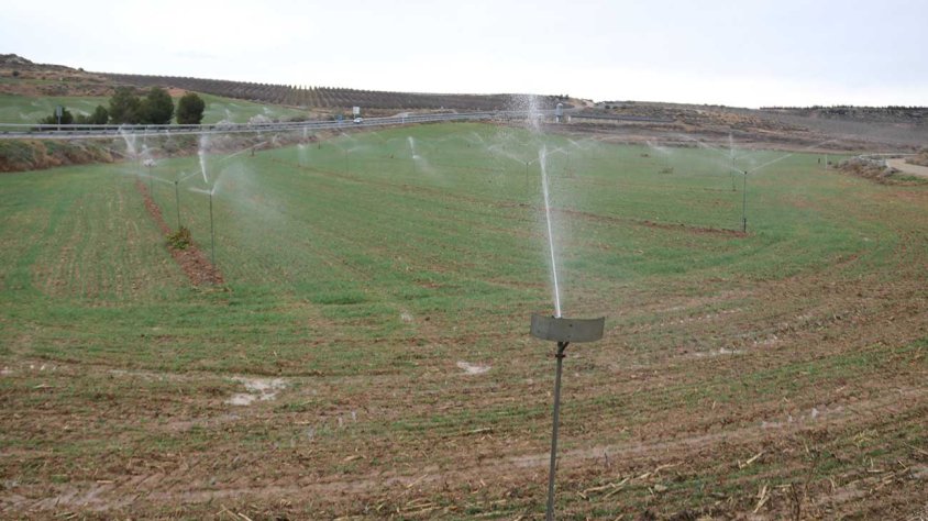 Imatge general dels cultius d'ordi durant el procés de reg en una finca de Sarroca de Lleida