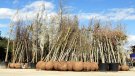 Els viveristes afirmen que les restriccions d'aigua provocaran una caiguda de les vendes, sobretot de flors petites