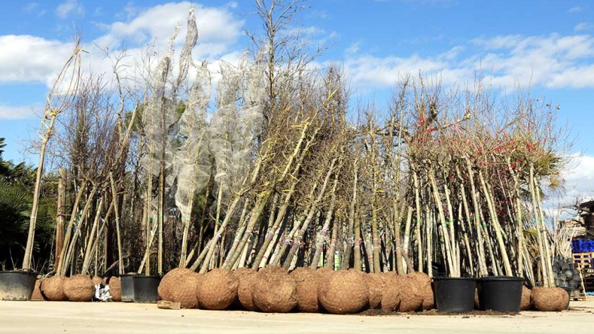 Diversos arbres als vivers Borda de Castellserà