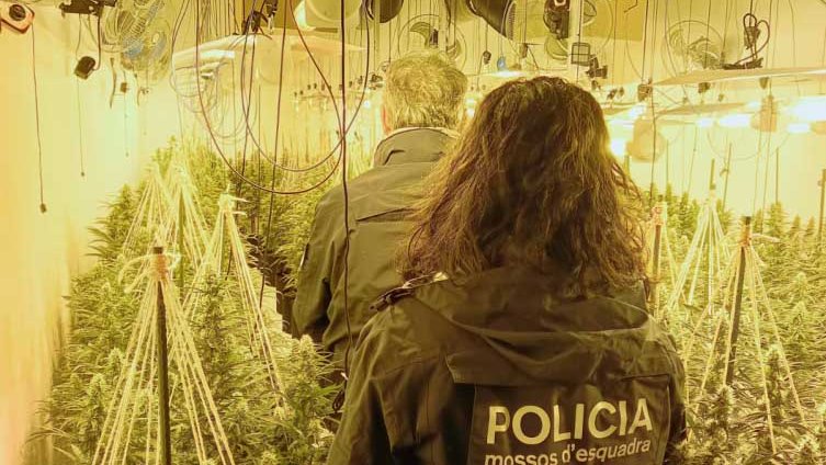 Imatge d'una de les naus plena de plantes de marihuana