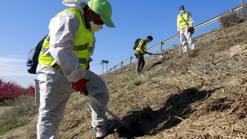 Operaris apliquen fosfur d'alumini en caus de conills