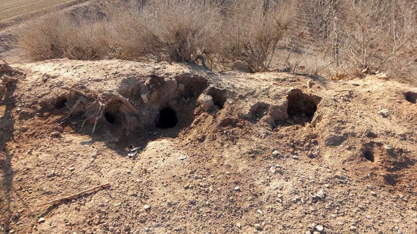 Caus de conill en una zona agrícola de Ponent