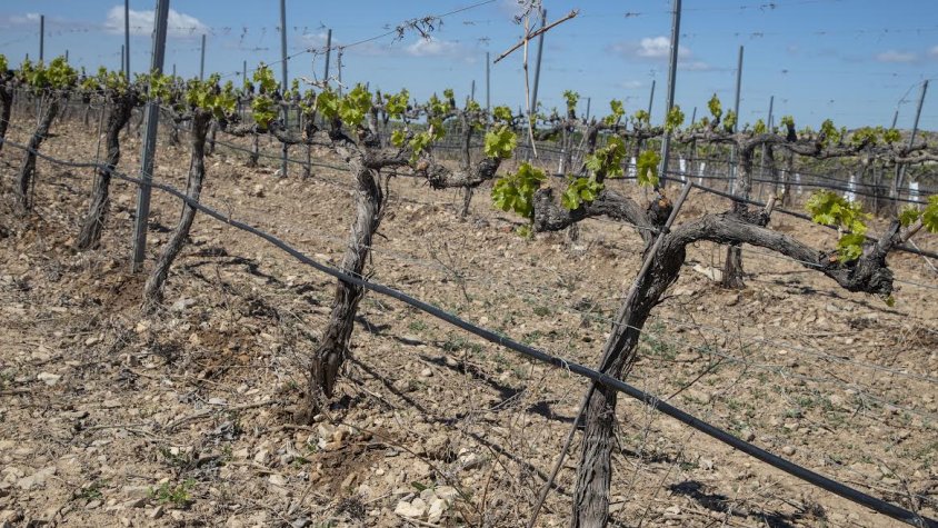 La vinya amb reg per a l'estudi