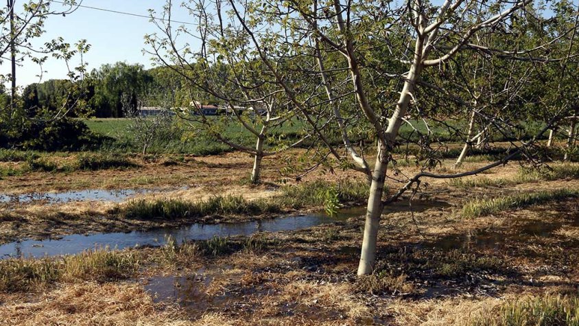 Regadiu del Canal d'Urgell en una finca de noguers