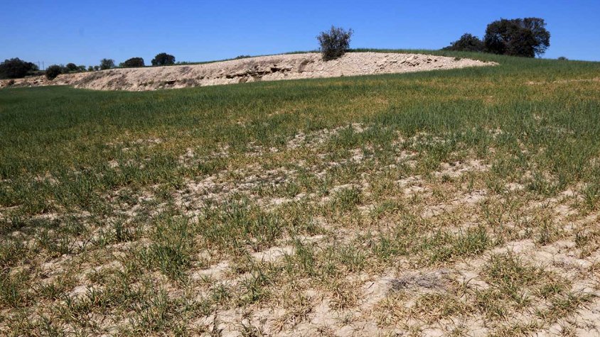 Una finca d'ordi de Cervera afectada per la falta d'aigua