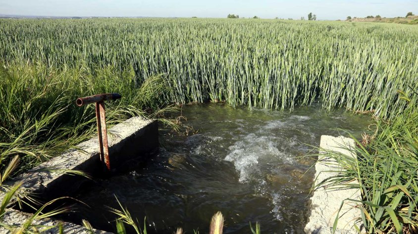 Una finca de blat de Linyola regant-se el dia que el Canal d'Urgell tanca les comportes del Principal