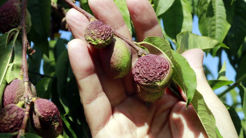 Nectarines amb la pell arrugada per falta d'aigua en una finca de Castelldans