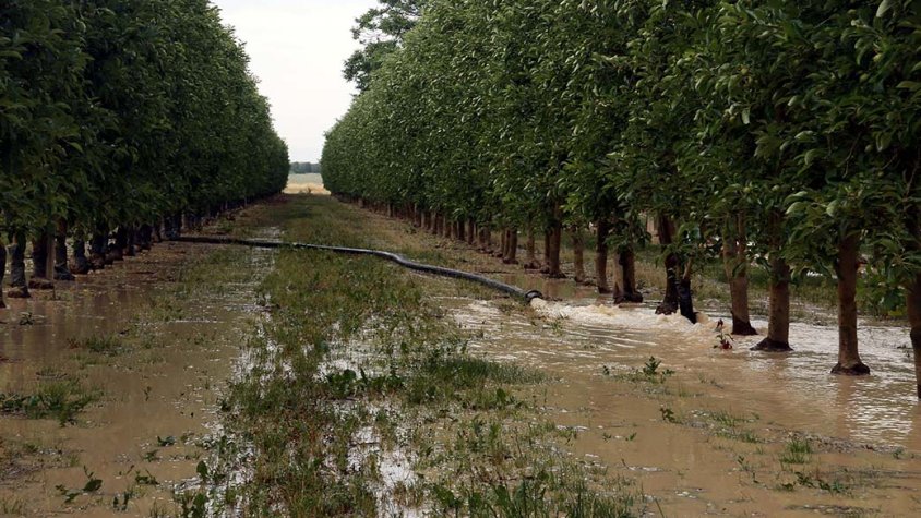 Reg en una finca de fruiters a través d'una mànega que connecta a un pou excavat
