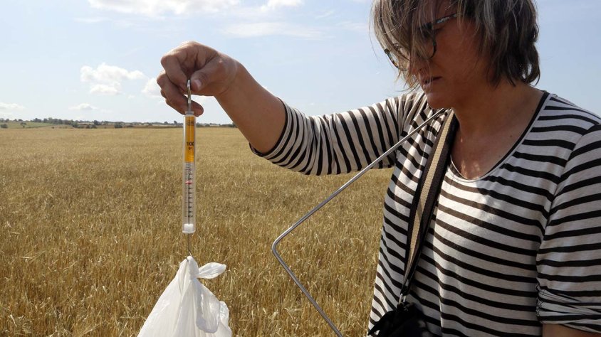 na pèrit d'Agroseguro pesant cereal afectat per la sequera en una finca de Granyena de Segarra