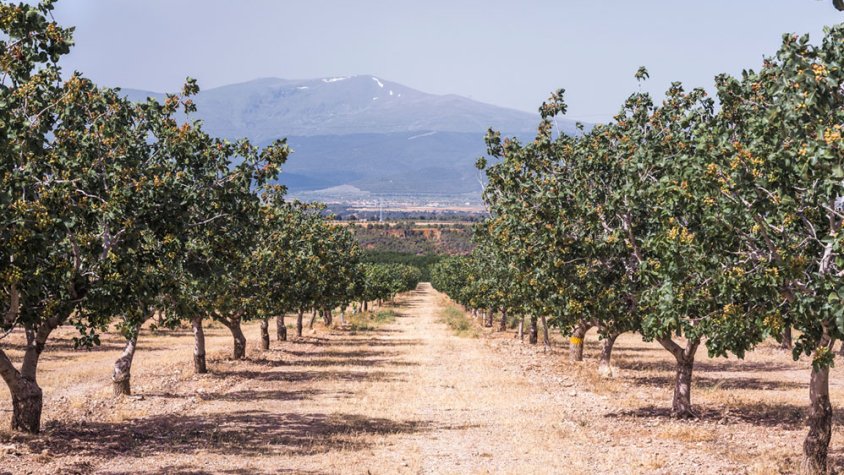 Borges suma més de 158 hectàrees de pistatxos en 4 anys