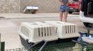 Un veí del Talladell sufraga l'esterilització de 50 gats de carrer
