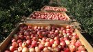Comença la campanya de poma vermella a Ponent amb bons calibres i qualitat tot i la falta de regs per la sequera