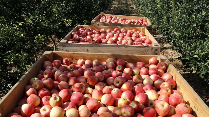Palots plens de pomes vermelles en una finca de Vila-sana