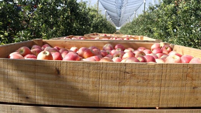 Palots plens de pomes vermelles en una finca de Vila-sana
