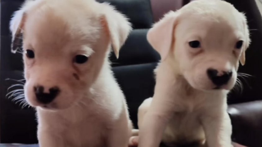 Imatge d’alguns cadells que vivien amb una persona amb síndrome de Noè i que necessiten una lla