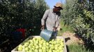 La collita de poma Golden a Ponent arrenca amb més d'una setmana d'antelació i la previsió de passar de les 95.500 tones